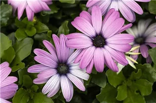 Osteospermum 'Margarita' - Kapkörbchen Osteospermum 'Margarita' - Kapkörbchen