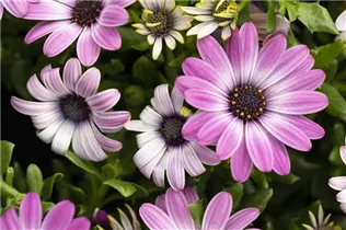 Osteospermum 'Margarita' - Kapkörbchen Osteospermum 'Margarita' - Kapkörbchen