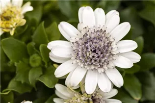 Osteospermum 'Margarita' - Kapkörbchen Osteospermum 'Margarita' - Kapkörbchen