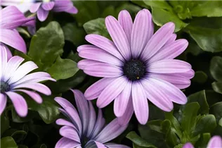 Osteospermum 'Margarita' - Kapkörbchen Osteospermum 'Margarita' - Kapkörbchen
