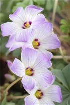 Oxalis adenophylla - Drüsiger Klee Oxalis adenophylla - Drüsiger Klee