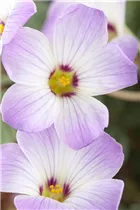 Oxalis adenophylla - Drüsiger Klee Oxalis adenophylla - Drüsiger Klee