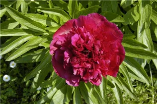Paeonia lactiflora, rot - Paeonia lactiflora, rot Paeonia lactiflora, rot - Paeonia lactiflora, rot