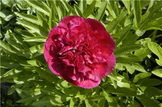 Paeonia lactiflora, rot - Paeonia lactiflora, rot Paeonia lactiflora, rot - Paeonia lactiflora, rot