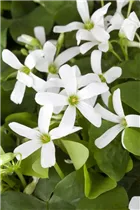 Oxalis triangularis - Sauerklee Oxalis triangularis - Sauerklee