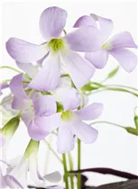 Oxalis triangularis - Sauerklee Oxalis triangularis - Sauerklee