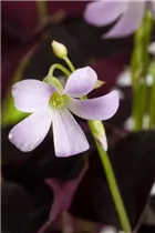 Oxalis triangularis - Sauerklee Oxalis triangularis - Sauerklee