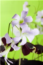Oxalis triangularis - Sauerklee Oxalis triangularis - Sauerklee