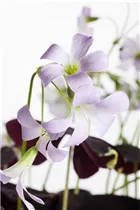 Oxalis triangularis - Sauerklee Oxalis triangularis - Sauerklee