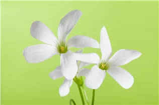 Oxalis triangularis - Sauerklee Oxalis triangularis - Sauerklee