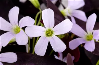 Oxalis triangularis - Sauerklee Oxalis triangularis - Sauerklee