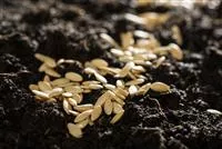 - Saatgut für die nächste Saison sammeln, lagern und aussäen  - Saatgut für die nächste Saison sammeln, lagern und aussäen