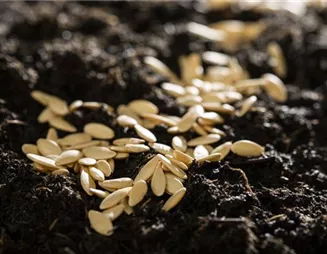 Saatgut für die nächste Saison sammeln, lagern und aussäen