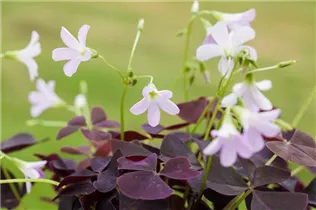 Oxalis triangularis - Sauerklee Oxalis triangularis - Sauerklee