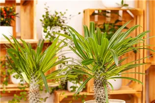 Pachypodium lamerei - Madagaskapalme