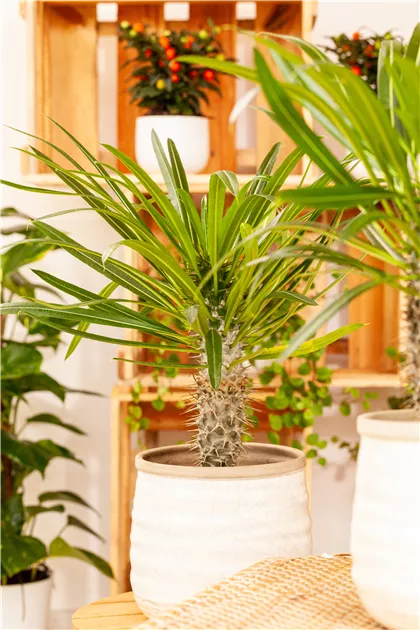 Madagaskapalme, Pachypodium lamerei