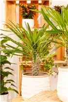 Pachypodium lamerei - Madagaskapalme