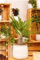 Pachypodium lamerei - Madagaskapalme