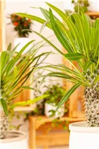 Pachypodium lamerei - Madagaskapalme