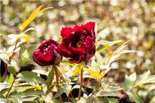 Paeonia x suffruticosa 'Hana-daijin' - Strauch-Pfingstrose 'Hana-daijin' Paeonia x suffruticosa 'Hana-daijin' - Strauch-Pfingstrose 'Hana-daijin'