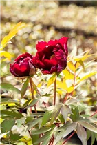 Paeonia x suffruticosa 'Hana-daijin' - Strauch-Pfingstrose 'Hana-daijin' Paeonia x suffruticosa 'Hana-daijin' - Strauch-Pfingstrose 'Hana-daijin'