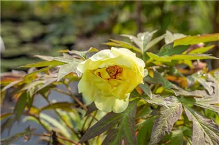 Paeonia x suffruticosa 'High Noon' - Baum-Pfingstrose 'High Noon'