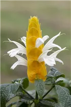 Pachystachys lutea - Goldähre Pachystachys lutea - Goldähre