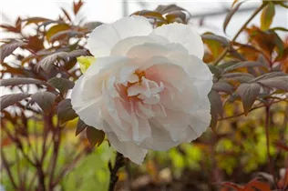 Paeonia x suffruticosa 'Yachiyo Tsubaki' - Baumartige Pfingstrose 'Yachiyo Tsubaki' Paeonia x suffruticosa 'Yachiyo Tsubaki' - Baumartige Pfingstrose 'Yachiyo Tsubaki'