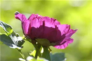 Paeonia itoh - Itoh-Pfingstrose