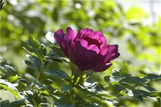 Paeonia itoh - Itoh-Pfingstrose