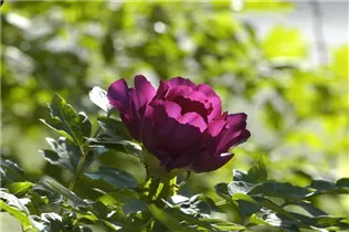 Paeonia itoh - Itoh-Pfingstrose