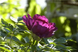 Paeonia itoh - Itoh-Pfingstrose