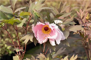 Paeonia x suffruticosa 'Yoshinogawa' - Strauch-Pfingstrose 'Yoshinogawa' Paeonia x suffruticosa 'Yoshinogawa' - Strauch-Pfingstrose 'Yoshinogawa'