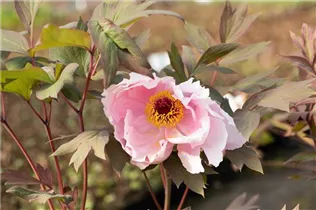 Paeonia x suffruticosa 'Yoshinogawa' - Strauch-Pfingstrose 'Yoshinogawa' Paeonia x suffruticosa 'Yoshinogawa' - Strauch-Pfingstrose 'Yoshinogawa'