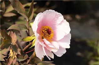 Paeonia x suffruticosa 'Yoshinogawa' - Strauch-Pfingstrose 'Yoshinogawa' Paeonia x suffruticosa 'Yoshinogawa' - Strauch-Pfingstrose 'Yoshinogawa'