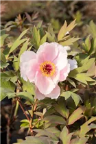 Paeonia x suffruticosa 'Yoshinogawa' - Strauch-Pfingstrose 'Yoshinogawa' Paeonia x suffruticosa 'Yoshinogawa' - Strauch-Pfingstrose 'Yoshinogawa'