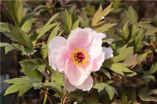 Paeonia x suffruticosa 'Yoshinogawa' - Strauch-Pfingstrose 'Yoshinogawa' Paeonia x suffruticosa 'Yoshinogawa' - Strauch-Pfingstrose 'Yoshinogawa'