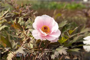 Paeonia x suffruticosa 'Yoshinogawa' - Strauch-Pfingstrose 'Yoshinogawa' Paeonia x suffruticosa 'Yoshinogawa' - Strauch-Pfingstrose 'Yoshinogawa'