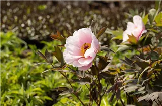 Paeonia x suffruticosa 'Yoshinogawa' - Strauch-Pfingstrose 'Yoshinogawa' Paeonia x suffruticosa 'Yoshinogawa' - Strauch-Pfingstrose 'Yoshinogawa'
