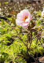 Paeonia x suffruticosa 'Yoshinogawa' - Strauch-Pfingstrose 'Yoshinogawa' Paeonia x suffruticosa 'Yoshinogawa' - Strauch-Pfingstrose 'Yoshinogawa'