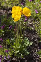 Papaver nudicaule 'Mongolia' - Garten-Mohn 'Mongolia'