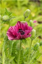 Papaver orientale 'Bolero' - Orientalischer Garten-Mohn 'Bolero'