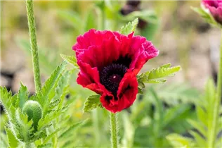 Papaver orientale 'Bolero' - Orientalischer Garten-Mohn 'Bolero'