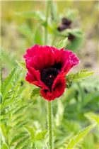 Papaver orientale 'Bolero' - Orientalischer Garten-Mohn 'Bolero'