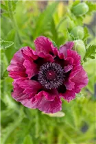 Papaver orientale 'Bolero' - Orientalischer Garten-Mohn 'Bolero'