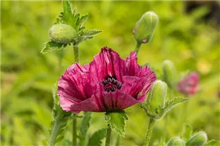 Papaver orientale 'Bolero' - Orientalischer Garten-Mohn 'Bolero'