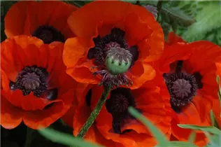 Papaver orientale 'Brillant' - Orientalischer Garten-Mohn 'Brillant' Papaver orientale 'Brillant' - Orientalischer Garten-Mohn 'Brillant'