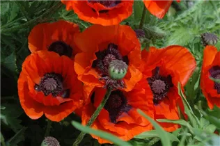 Papaver orientale 'Brillant' - Orientalischer Garten-Mohn 'Brillant' Papaver orientale 'Brillant' - Orientalischer Garten-Mohn 'Brillant'