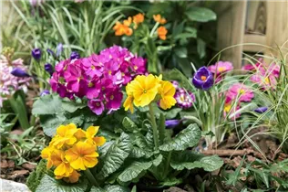 Blumenzwiebeln - Sort. B&S Paradies Fruehlingsblueher