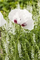 Papaver orientale 'Checkers' - Orientalischer Garten-Mohn 'Checkers' Papaver orientale 'Checkers' - Orientalischer Garten-Mohn 'Checkers'